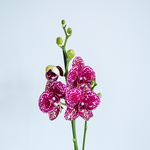 Орхідея фаленопсис фіолетово-білий