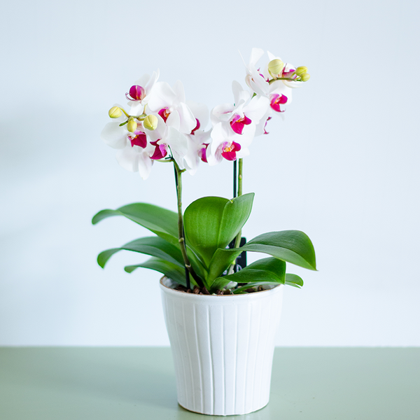 Orchid phalaenopsis mini white-pink