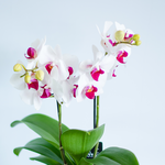 Орхидея фаленопсис мини бело-розовый