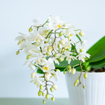 Орхідея Фаленопсис білий дрібноквіткова
