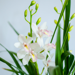 Орхидея Цимбидиум белый