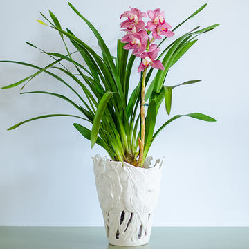 Орхидея Цимбидиум розовый