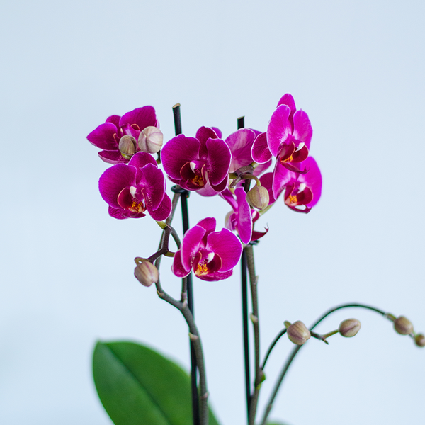 Орхидея Фаленопсис фуксия мини