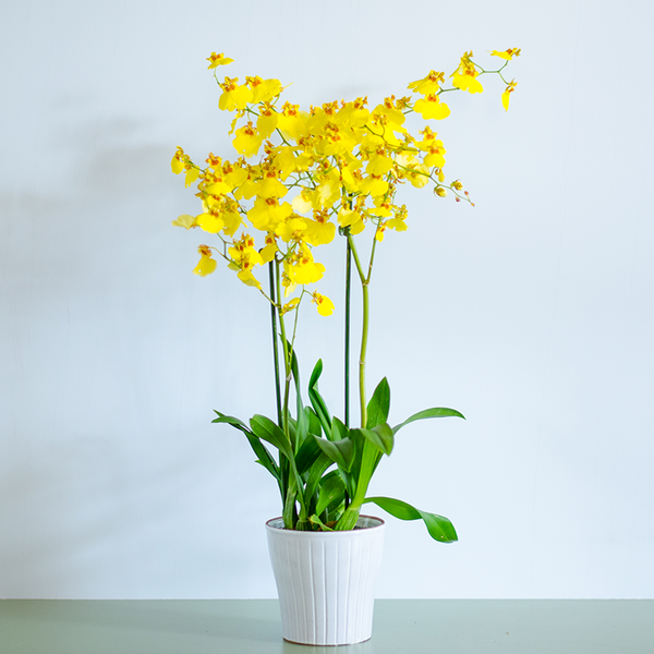 Орхидея Онцидиум ᐈ Купить с доставкой | LoraShen