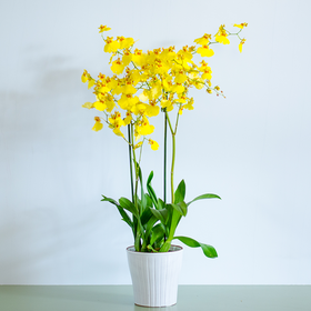 Orchid Oncidium
