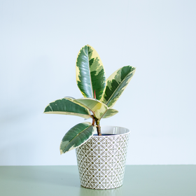 Ficus Tineke, Size S