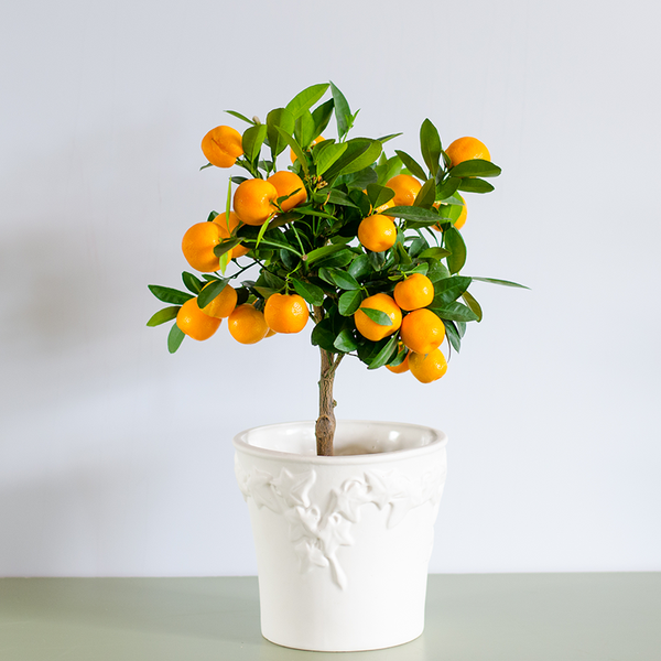 Citrus tree L