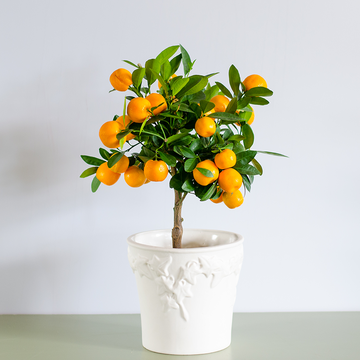 Citrus tree