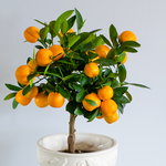 Citrus tree L