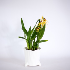 Orchid Encyclia
