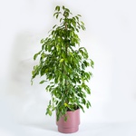 Ficus Benjamin Daniel bush