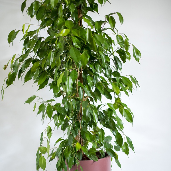 Ficus Benjamin Daniel bush