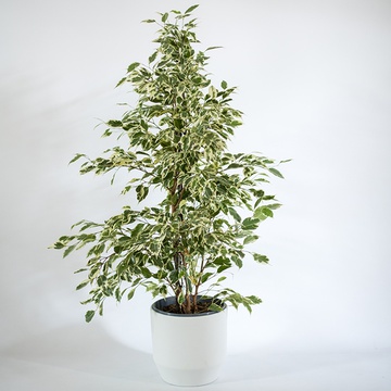 Ficus Benjamin Golden King bush