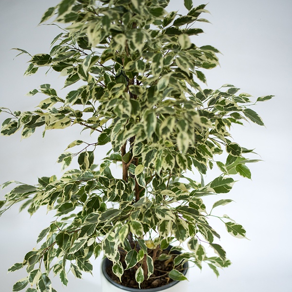 Ficus Benjamin Golden King bush