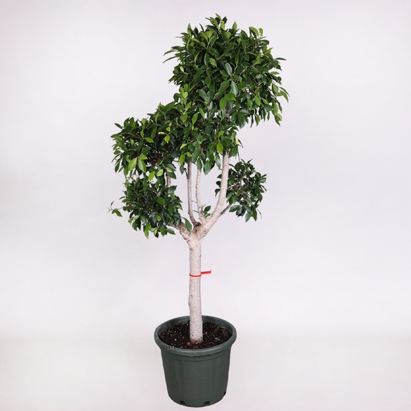 Ficus microcarpa Nitida