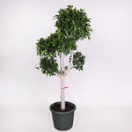 Ficus microcarpa Nitida
