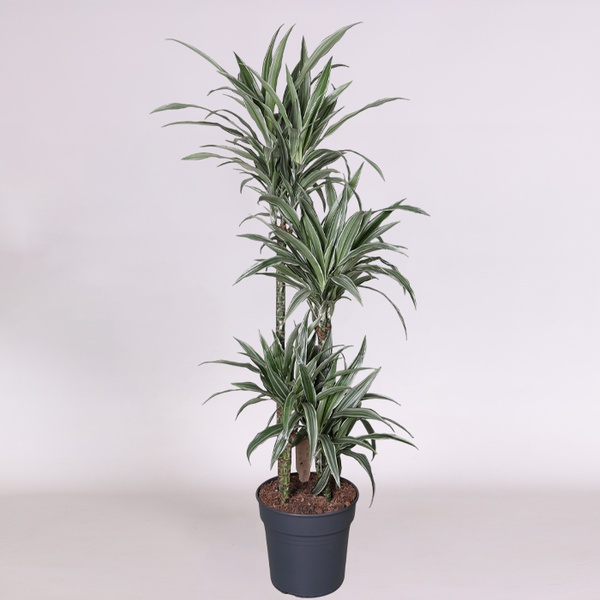 Dracaena variety Warneckei