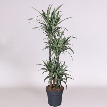 Dracaena variety Warneckei