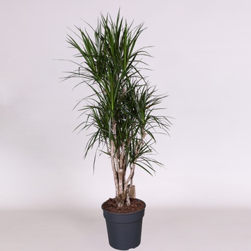 Dracaena variety Marginata Vertakt