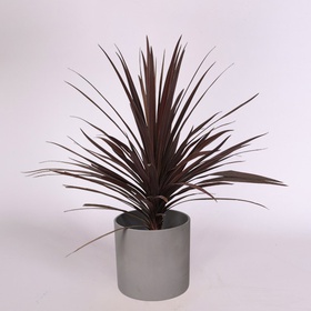 Кордиліна Australis Red Star