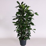 Фикус Cyathistipula