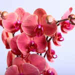 Орхідея фаленопсис кораловий