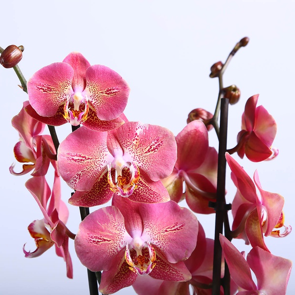 Orchid phalaenopsis mini coral orange