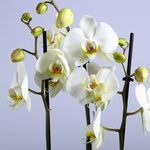 Orchid Phalaenopsis white