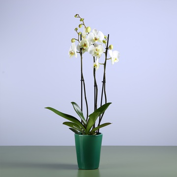 Орхідея Фаленопсис білий