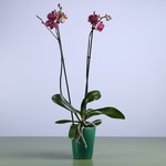 Orchid phalaenopsis violet-white