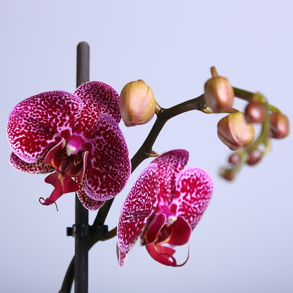 Орхідея фаленопсис фіолетово-білий