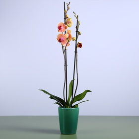 Orchid Phalaenopsis orange
