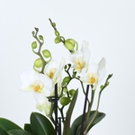 Орхідея Фаленопсис білий міні