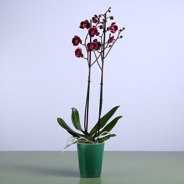 Phalaenopsis purple