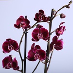 Orchid Phalaenopsis purple