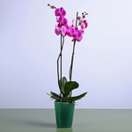 Orchid Phalaenopsis fuchsia