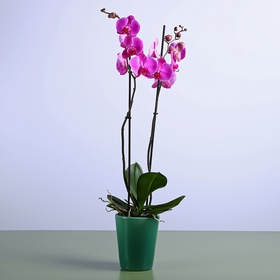 Orchid Phalaenopsis fuchsia