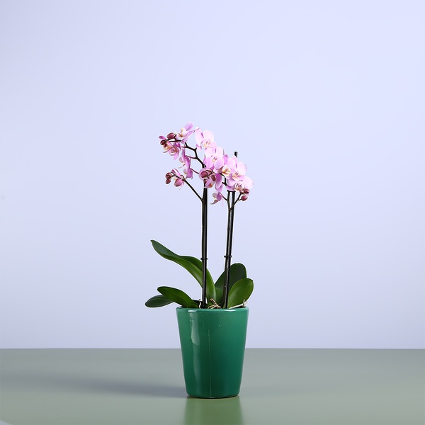 Orchid phalaenopsis mini pink