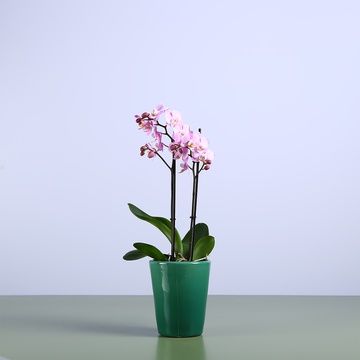 Орхидея фаленопсис мини розовый