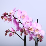 Орхідея фаленопсис міні рожевий