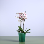 Орхидея фаленопсис мини бело-розовый