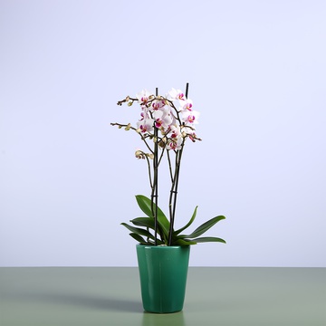 Phalaenopsis mini white-pink