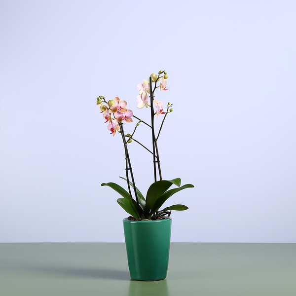 Орхидея фаленопсис мини розово-оранжевій