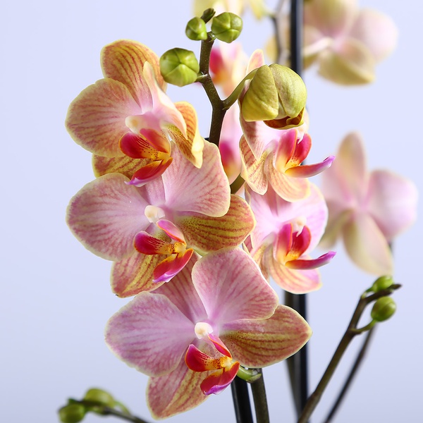 Орхидея фаленопсис мини розово-оранжевій