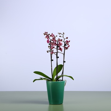 Phalaenopsis mini purple
