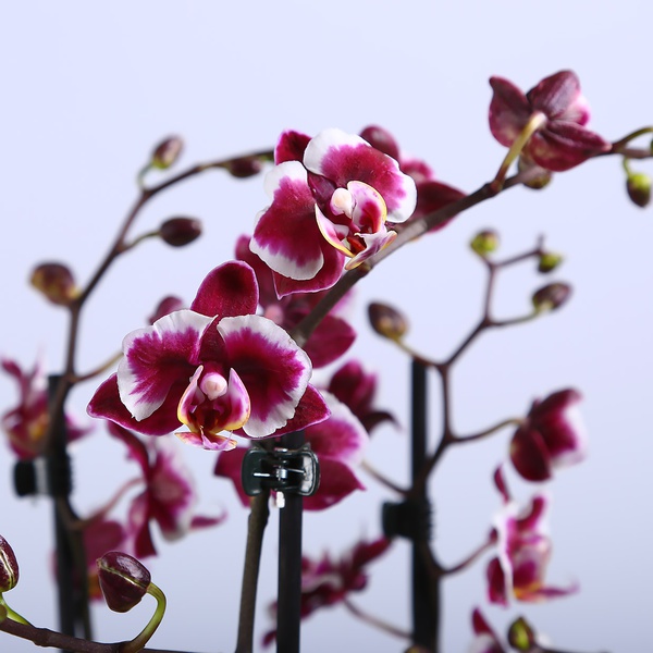 Орхідея фаленопсис міні фіолетовий