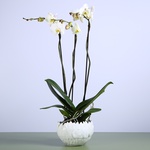 Орхидея фаленопсис королевский в боуле
