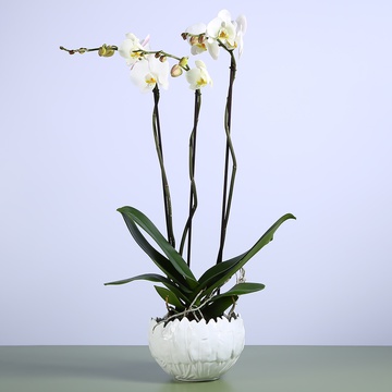 Orchid phalaenopsis royal in a bowl