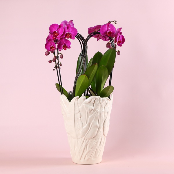 Orchid phalaenopsis arch
