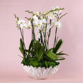 Орхідеї в вазі "Botanical touch"